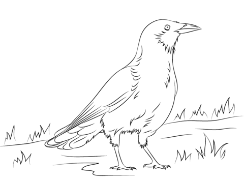 American Crow Coloring Page